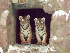 Смотреть фото Тигр Фото Тигр