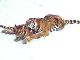 Амурский тигр Амурский тигр