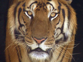 Смотреть фото Южно-китайский тигр Фото Южно-китайский тигр