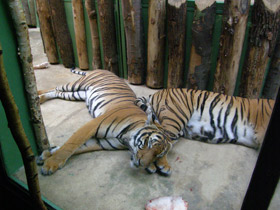 Смотреть фото Тигр Фото Тигр