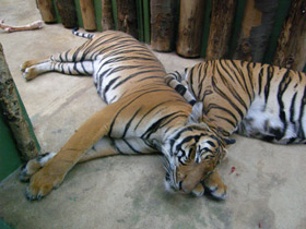 Смотреть фото О сообразительности животных Фото О сообразительности животных