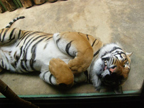 Смотреть фото Тигр Фото Тигр