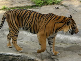 Смотреть фото Тигр Фото Тигр
