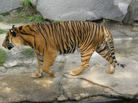 Смотреть фото Тигр Фото Тигр