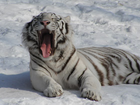 Смотреть фото Тигр Фото Тигр