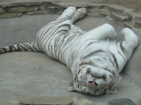 Смотреть фото Тигр Фото Тигр
