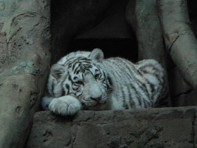 Смотреть фото Тигр Фото Тигр