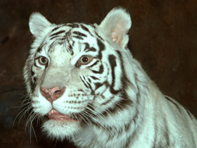 Белый тигр Белый тигр