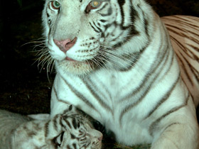 Белый тигр Белый тигр