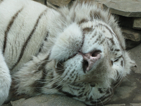 Смотреть фото Тигр Фото Тигр