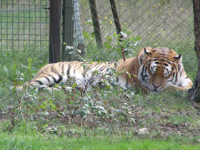 Смотреть фото Тигр Фото Тигр