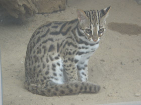 Смотреть фото Бенгальская кошка Фото Бенгальская кошка