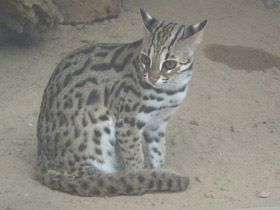 Смотреть фото Бенгальская кошка Фото Бенгальская кошка