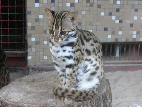 Смотреть фото Бенгальская кошка Фото Бенгальская кошка