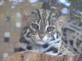 Смотреть фото Бенгальская кошка Фото Бенгальская кошка