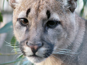 Фото Животные мореплаватели