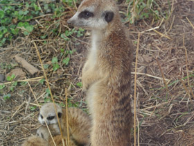 Смотреть фото Сурикаты Фото Сурикаты