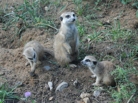 Смотреть фото Сурикаты Фото Сурикаты