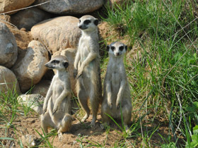 Смотреть фото Сурикаты Фото Сурикаты