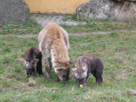 Смотреть фото Пятнистая гиена Фото Пятнистая гиена