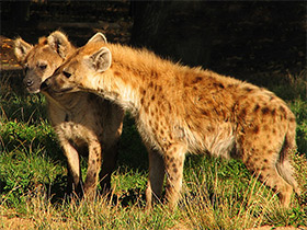 Смотреть фото Пятнистая гиена Фото Пятнистая гиена