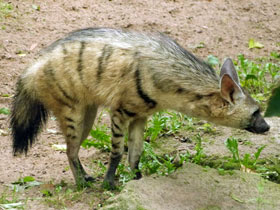 Смотреть фото Земляной волк: гроза термитов Фото Земляной волк: гроза термитов