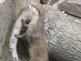 Смотреть фото Азиатская бескоготная выдра Фото Азиатская бескоготная выдра