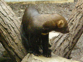 Смотреть фото Тайра Фото Тайра