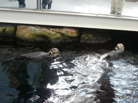 Смотреть фото Калан Фото Калан