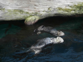 Смотреть фото Калан Фото Калан