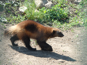 Смотреть фото Росомаха Фото Росомаха