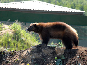 Смотреть фото Росомаха Фото Росомаха