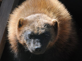 Смотреть фото Росомаха Фото Росомаха