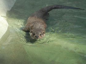 Смотреть фото Обыкновенная выдра Фото Обыкновенная выдра