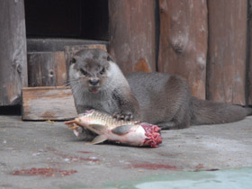 Смотреть фото Обыкновенная выдра Фото Обыкновенная выдра