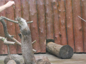 Смотреть фото Обыкновенная выдра Фото Обыкновенная выдра