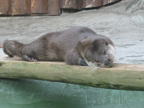 Смотреть фото Обыкновенная выдра Фото Обыкновенная выдра