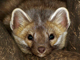 Смотреть фото Неожиданная арифметика — сколько весит медвежонок Фото Неожиданная арифметика — сколько весит медвежонок