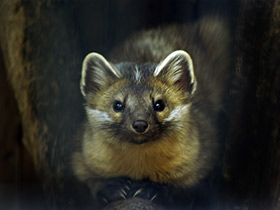 Фото Соболь