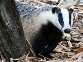 Смотреть фото Кто впадает в спячку? Фото Кто впадает в спячку?