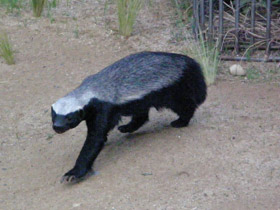 Смотреть фото Медоед Фото Медоед