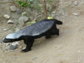 Смотреть фото Медоед Фото Медоед