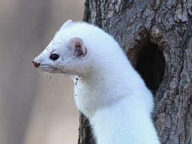 Смотреть фото Беглецы Фото Беглецы