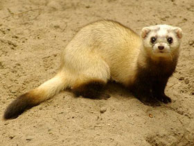 Смотреть фото Степной хорек Фото Степной хорек