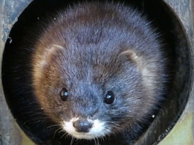 Смотреть фото Европейская норка Фото Европейская норка