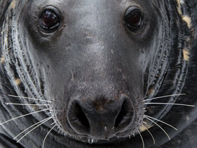 Смотреть фото Серый тюлень Фото Серый тюлень