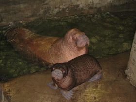 Смотреть фото Морж Фото Морж