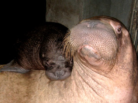 Смотреть фото Морж Фото Морж