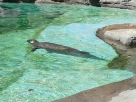 Смотреть фото Обыкновенный тюлень Фото Обыкновенный тюлень