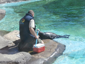 Смотреть фото Обыкновенный тюлень Фото Обыкновенный тюлень